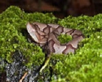 cooperhead snake
