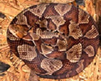 copperhead snake