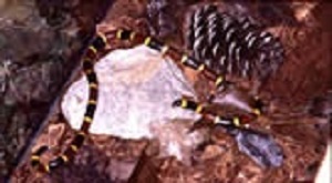 coral snake