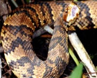 cottonmouth snake