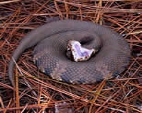 cottonmouth snake