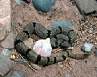 rattlesnake