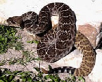 rattlesnake