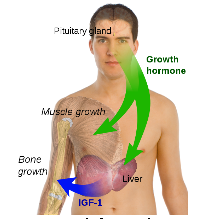 Growth hormones and steroids