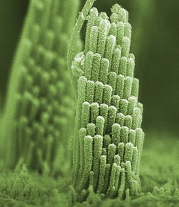 inner-ear