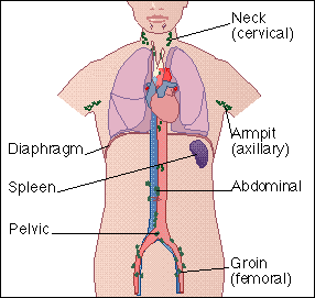hodgkinsnodes