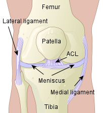knee-anterior-peter2