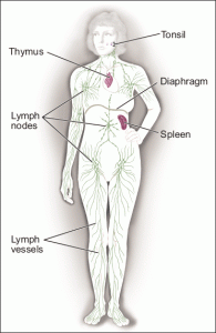 lymphatics system