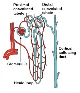 nephron