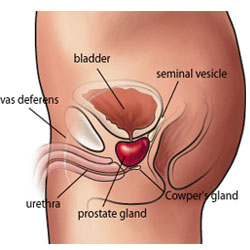 prostate and bladder