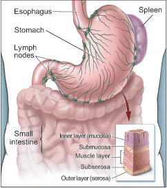 StomachArtFinal