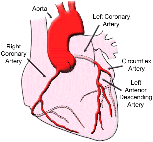 Cardiac Blood Vessels