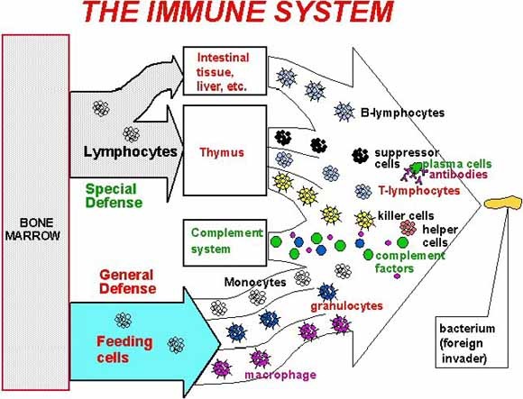 Download this Immune System picture