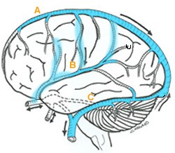 cerebralveins
