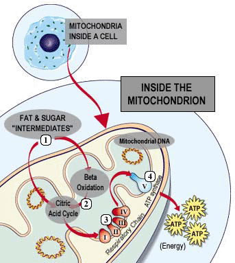 mitochondria_cell_image