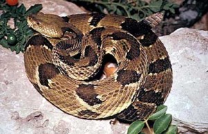snake_timber_rattlesnake400
