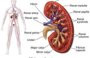 KidneyAnatomy_01