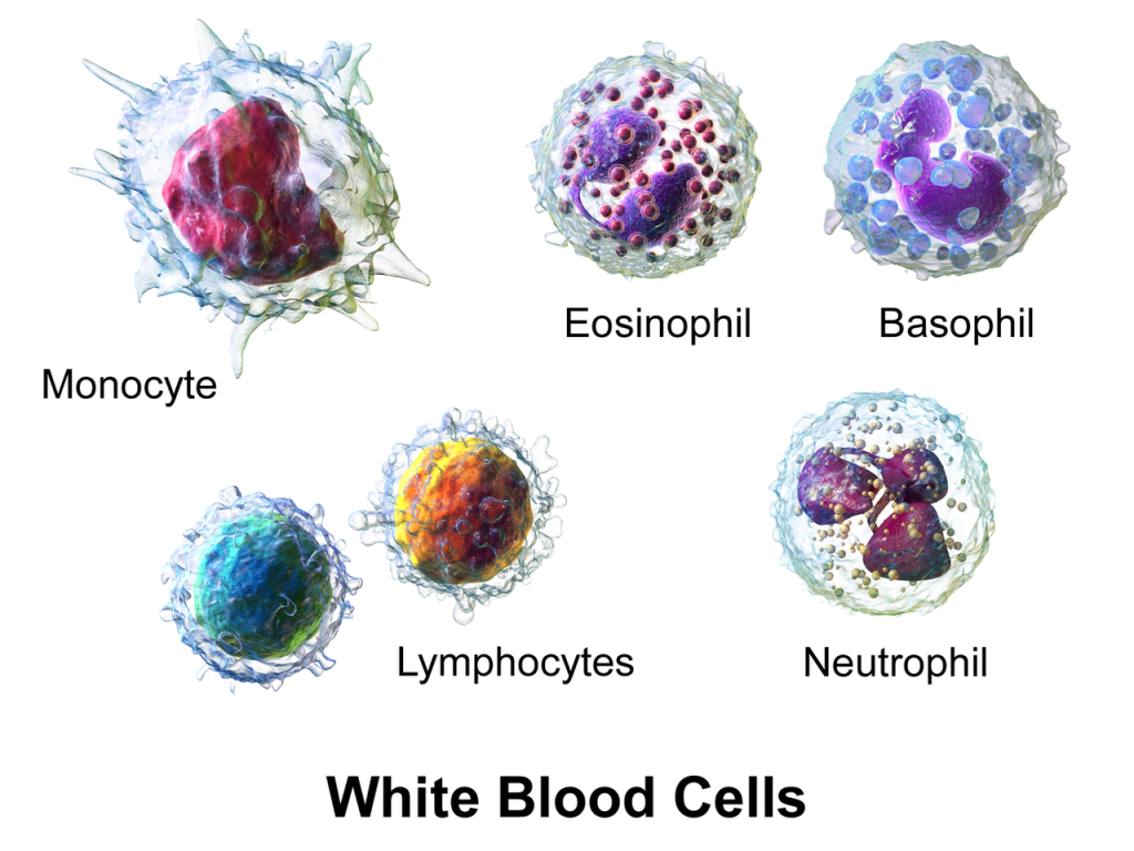1280px-Blausen_0909_WhiteBloodCells