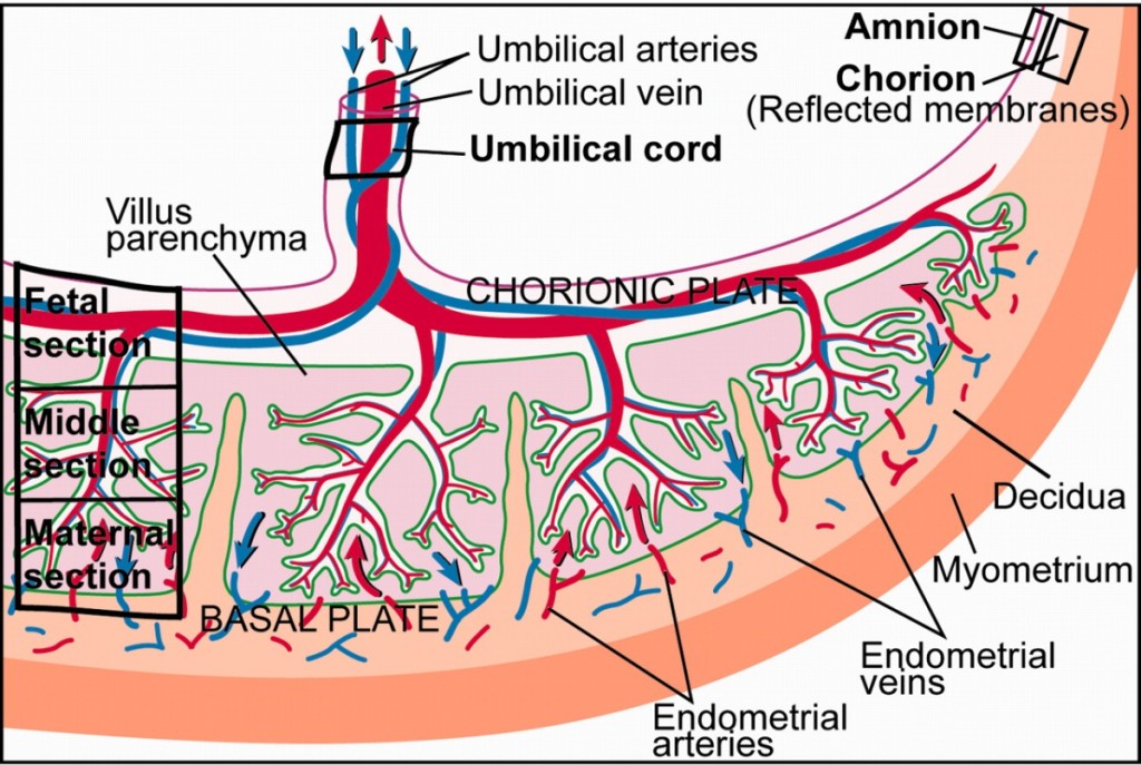 Placenta_cartoon