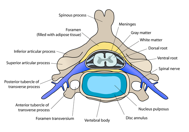 640px-Cervical_vertebra_english
