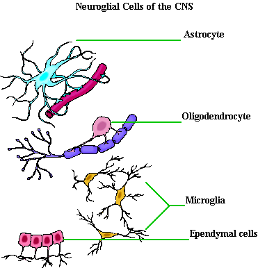 Glial cells