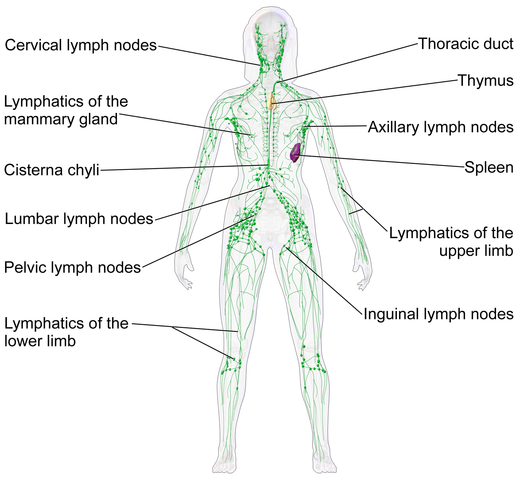520px-Blausen_0623_LymphaticSystem_Female