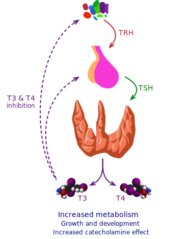 Thyroid_vector.svg