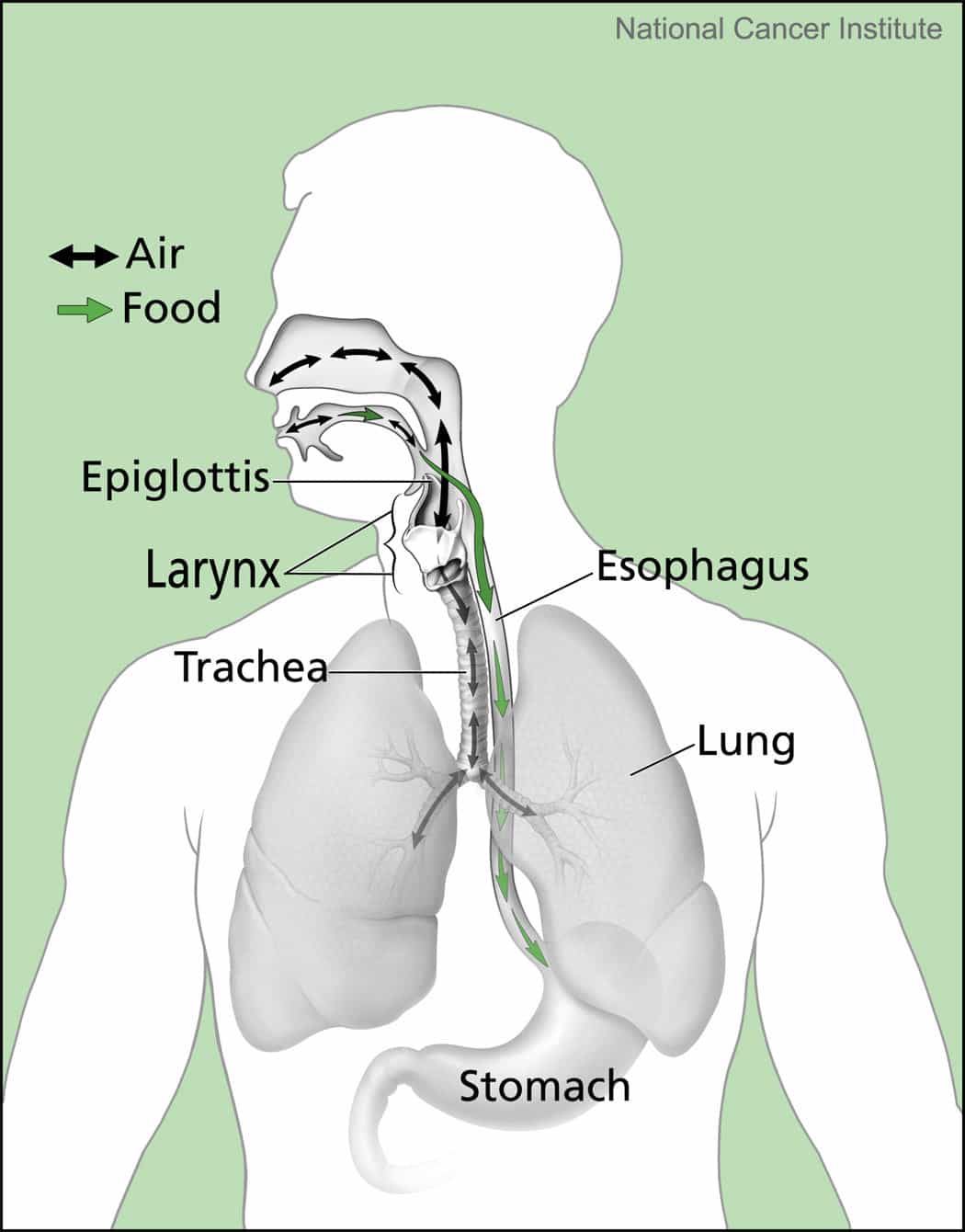 airway anatomy