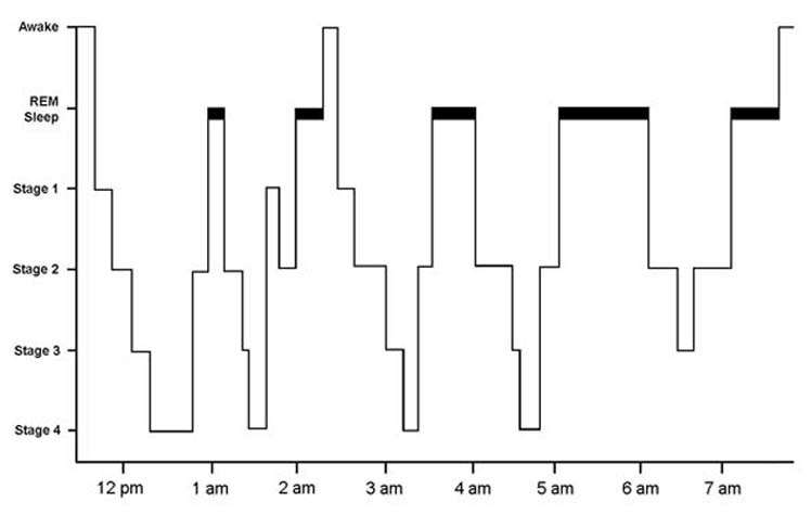 sleep-cycles-scholarpedia