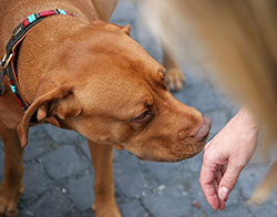 Person halts before approaching an unknown dog