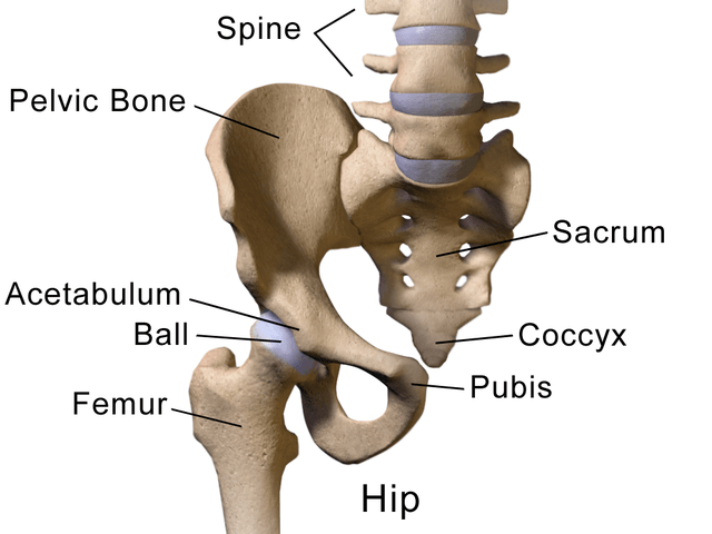 640px-Blausen_0488_HipAnatomy