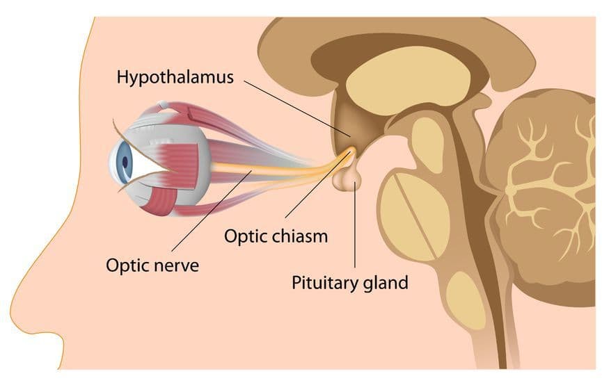 14732841 - pituitary gland and optic chiasm