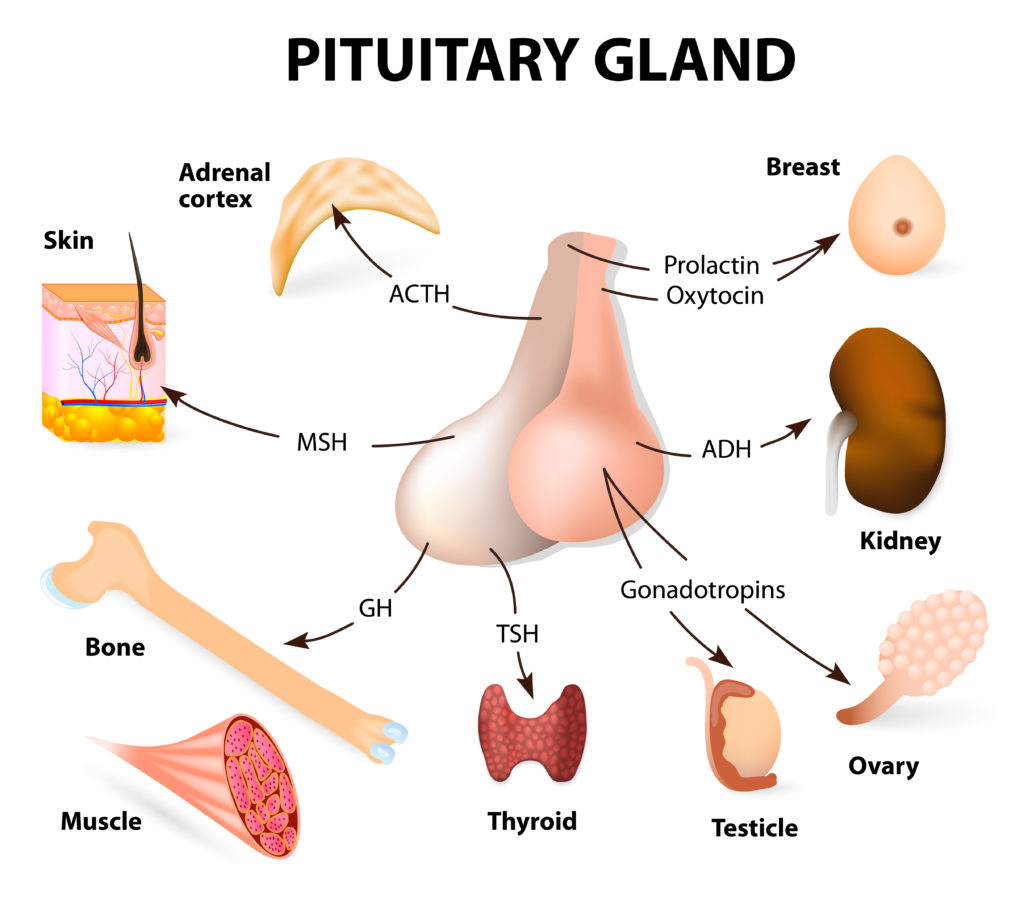 pituitary hormone functions. The two lobes, anterior and posterior, function as independent glands.